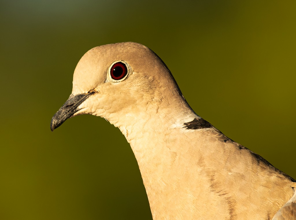 Eurasian Collared-Dove - manuel grosselet