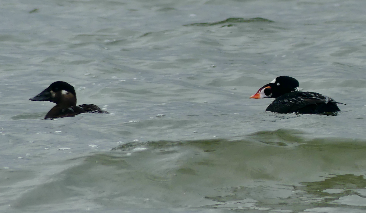 Surf Scoter - ML619380659