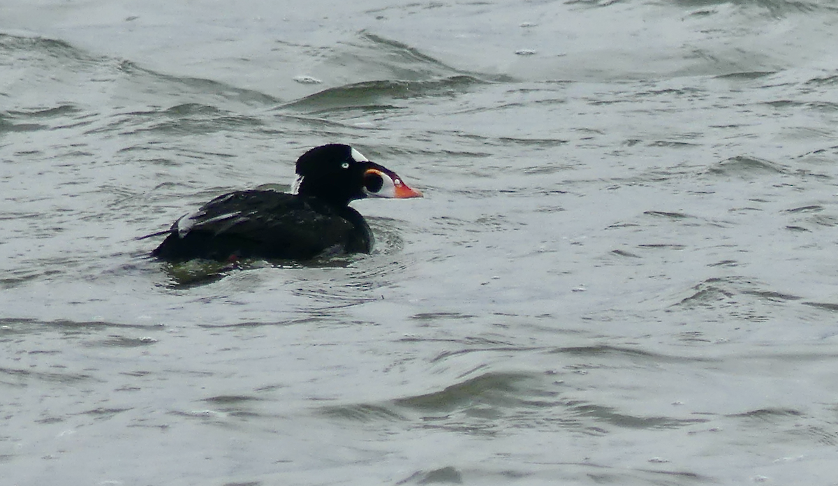 Surf Scoter - N Jones