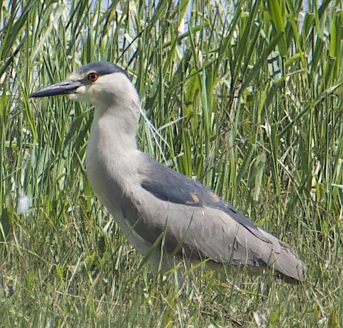 Black-crowned Night Heron - Dave Trochlell