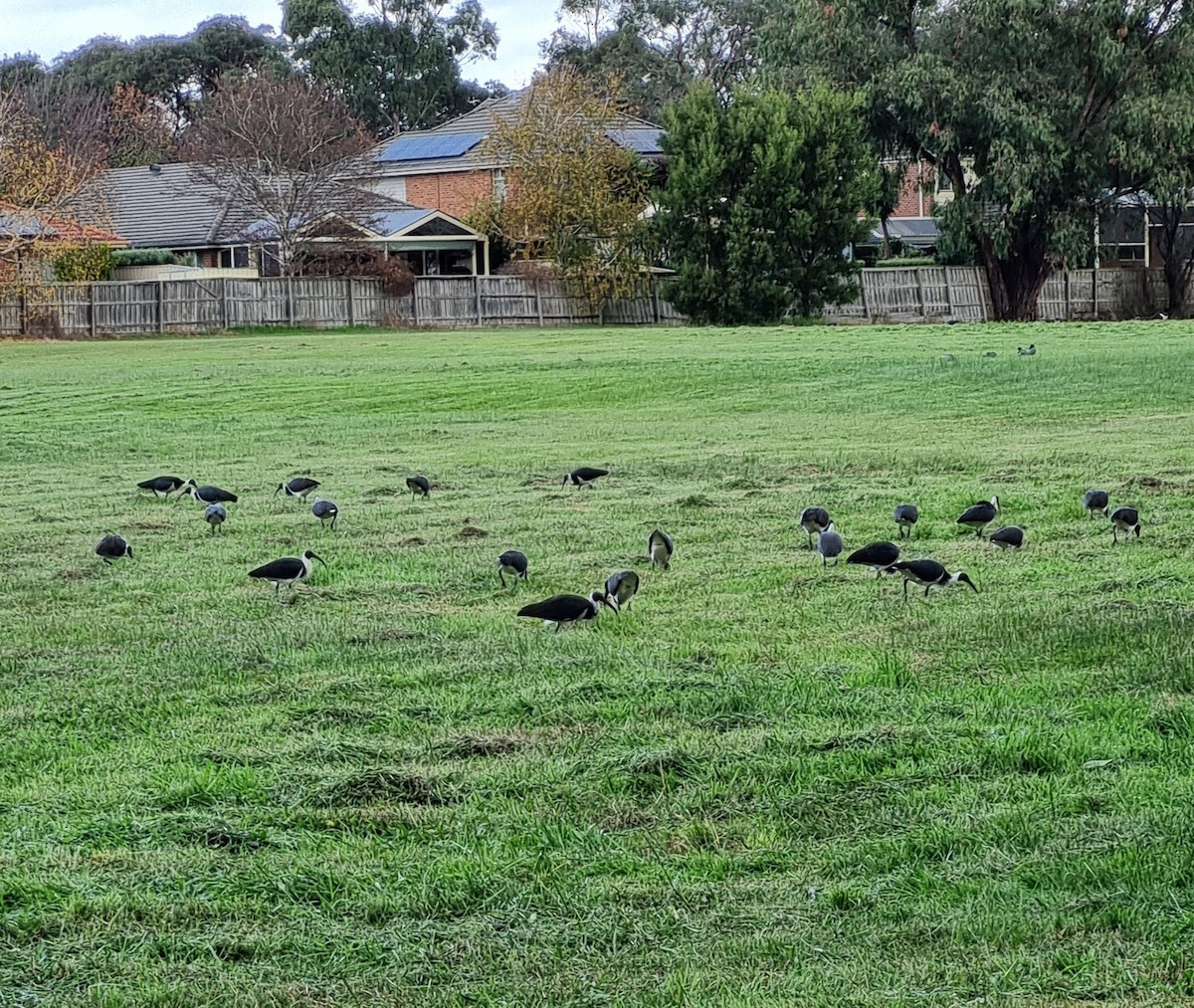 Straw-necked Ibis - Wendy McWilliams