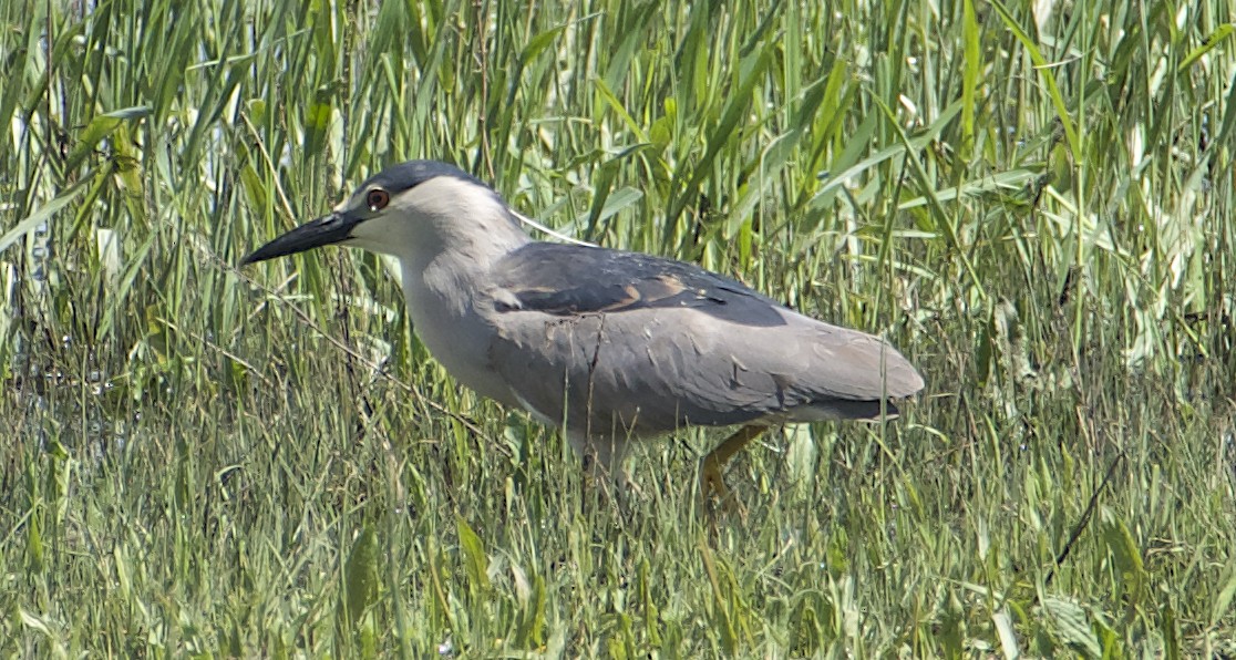 Black-crowned Night Heron - Dave Trochlell