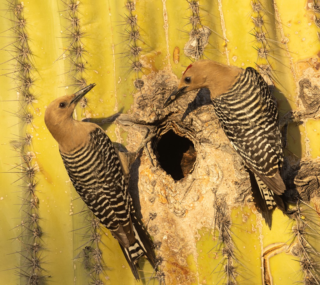 Gila Woodpecker - manuel grosselet