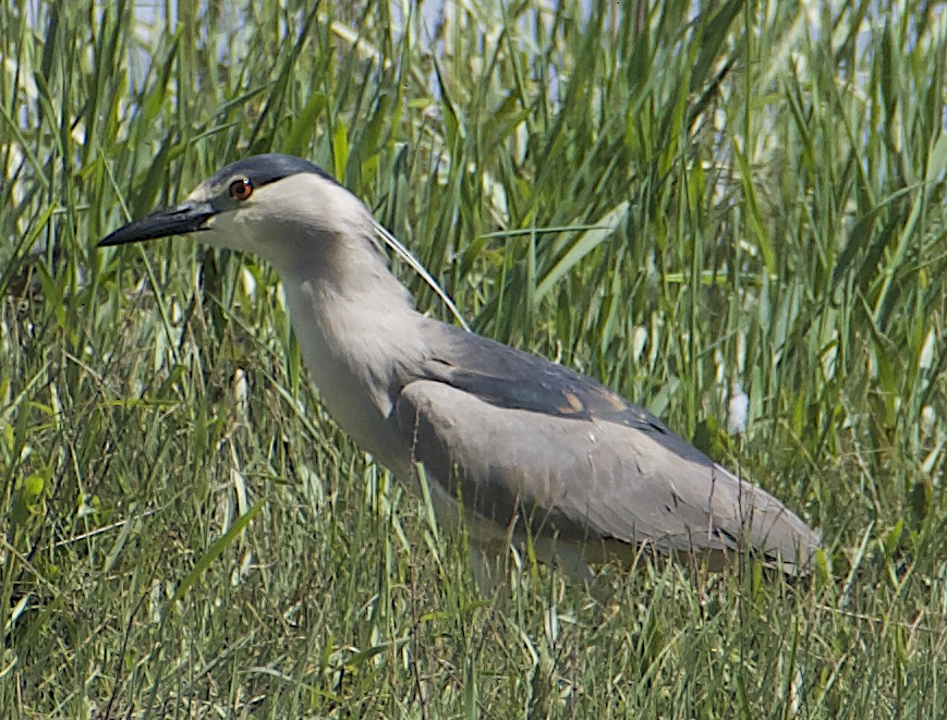 Black-crowned Night Heron - Dave Trochlell