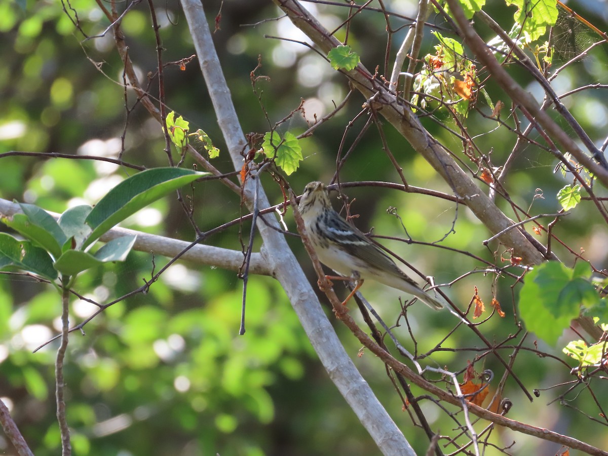 Blackpoll Warbler - ML619380681