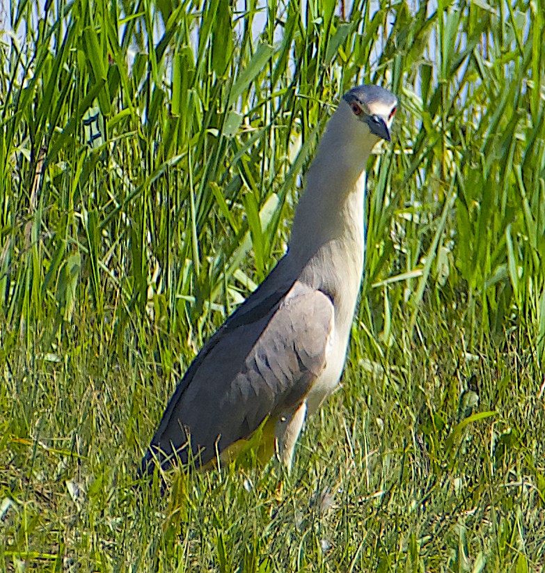 Black-crowned Night Heron - Dave Trochlell