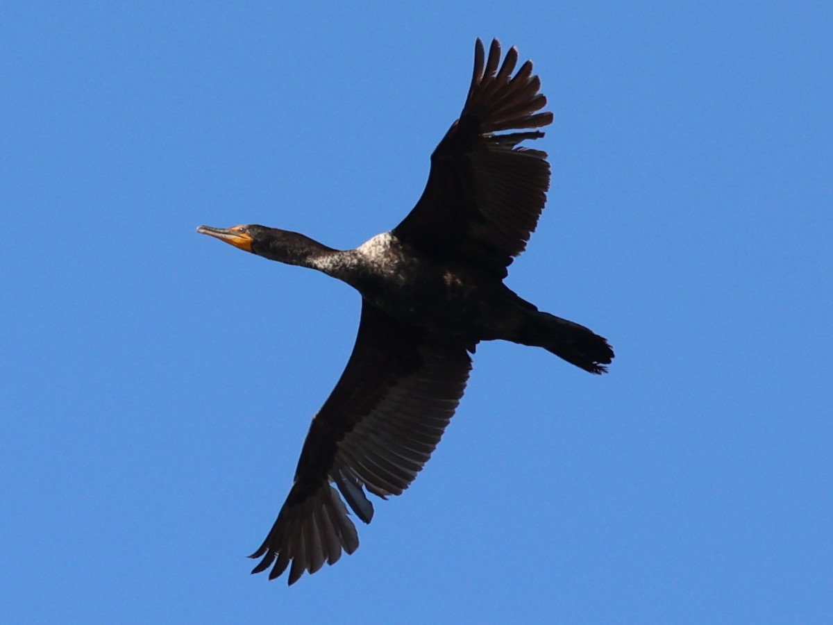 Double-crested Cormorant - Mike Wanger