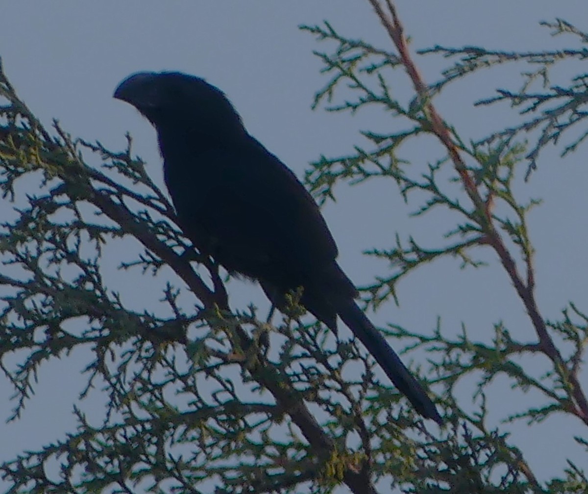 Groove-billed Ani - Guadalupe Esquivel Uribe