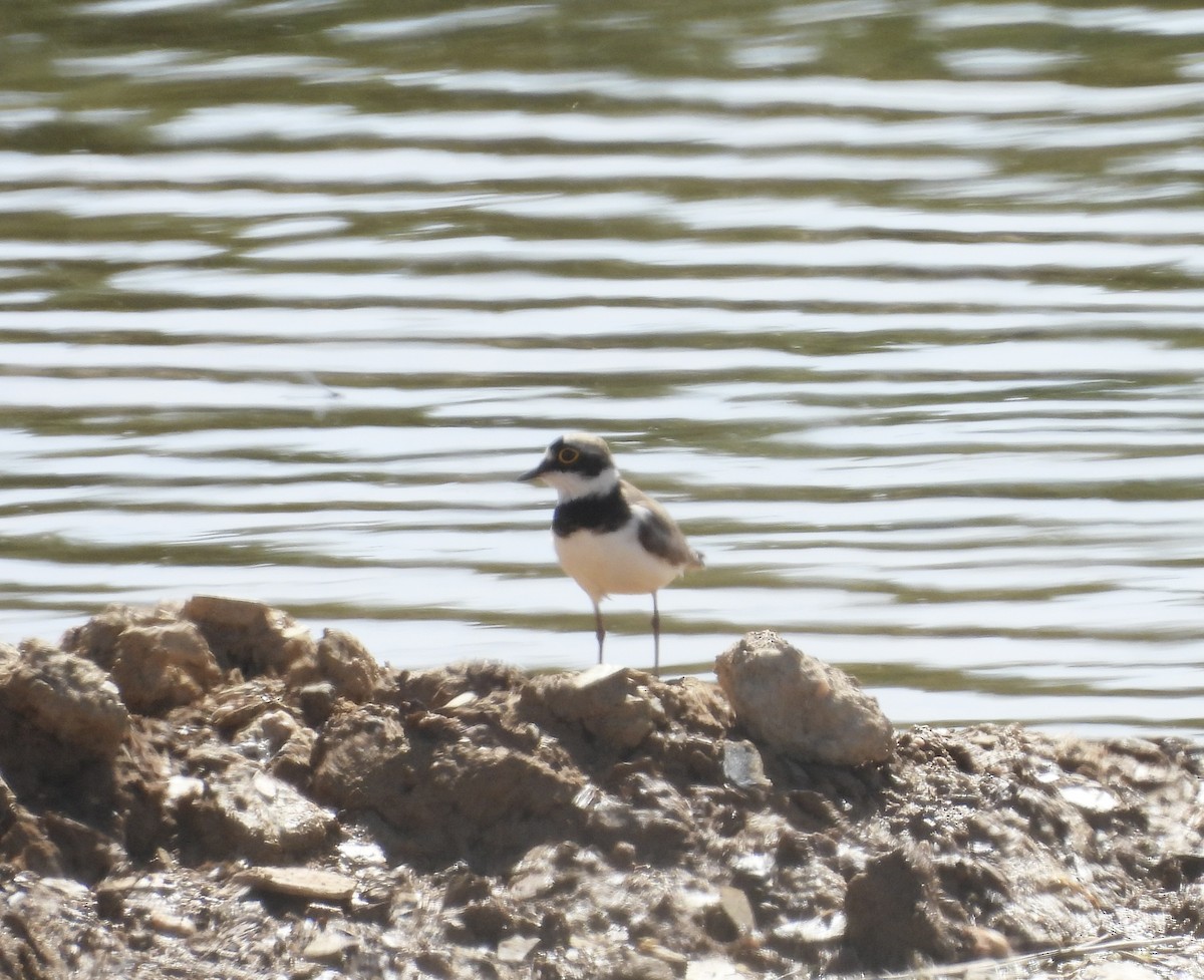 Little Ringed Plover - ML619380708