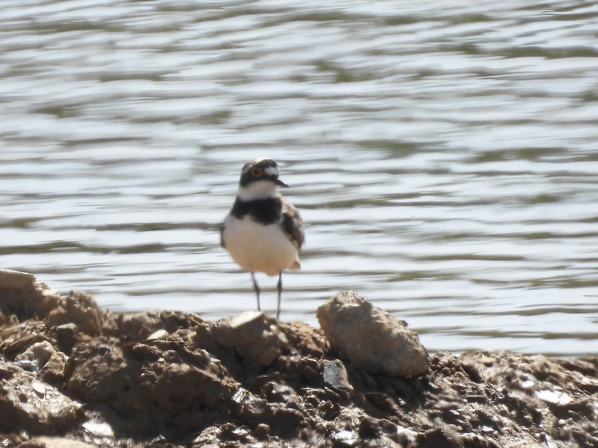 Little Ringed Plover - ML619380709