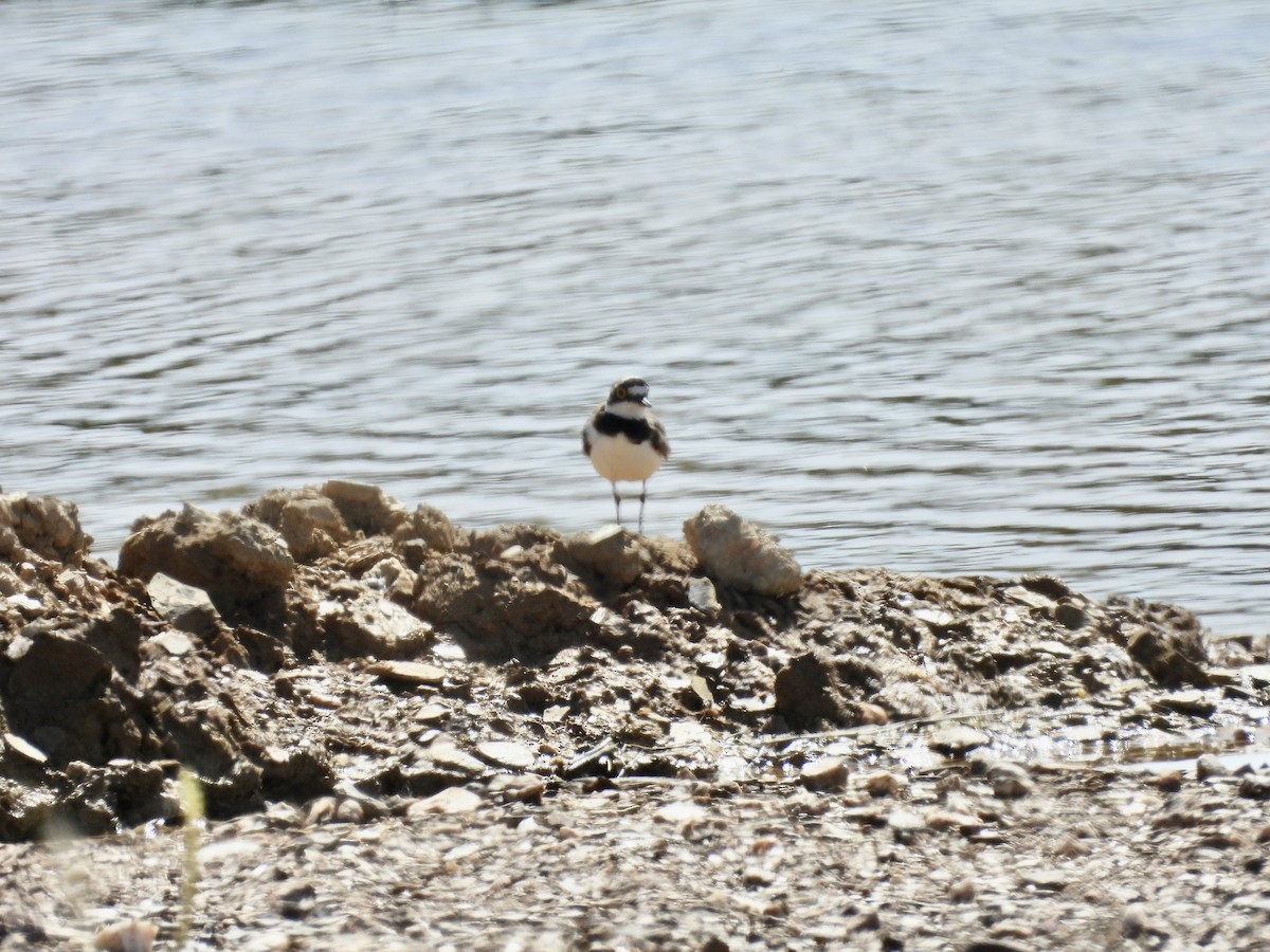 Little Ringed Plover - ML619380711