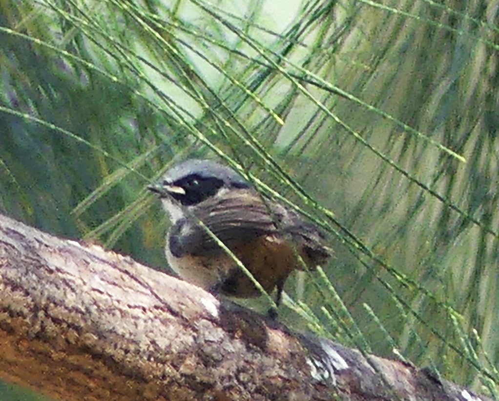 Bushtit - Guadalupe Esquivel Uribe