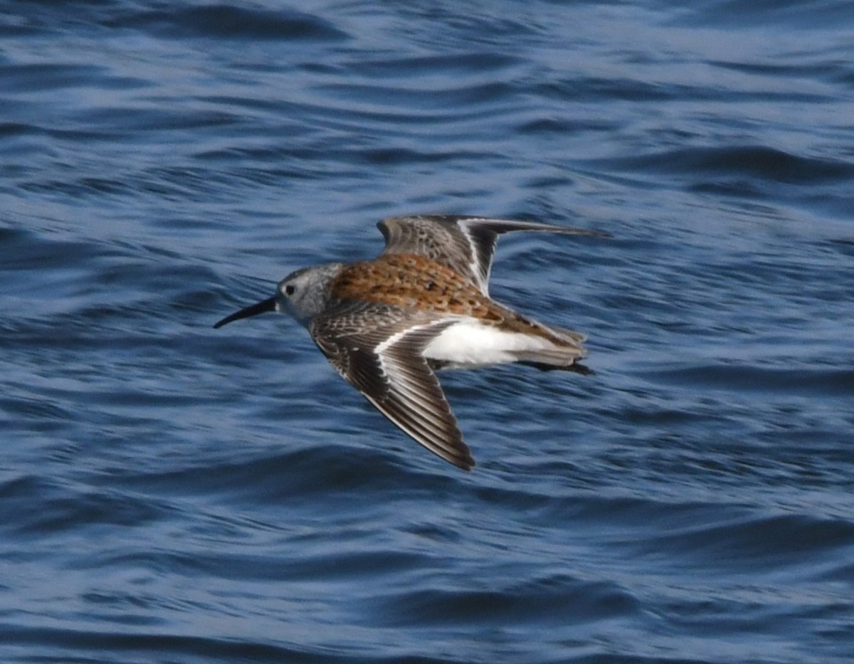 Dunlin - ML619380715