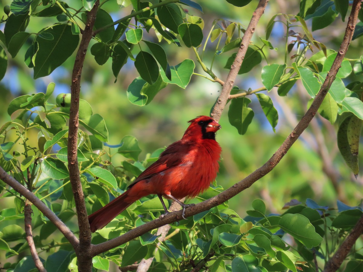 Northern Cardinal - Robin Potvin