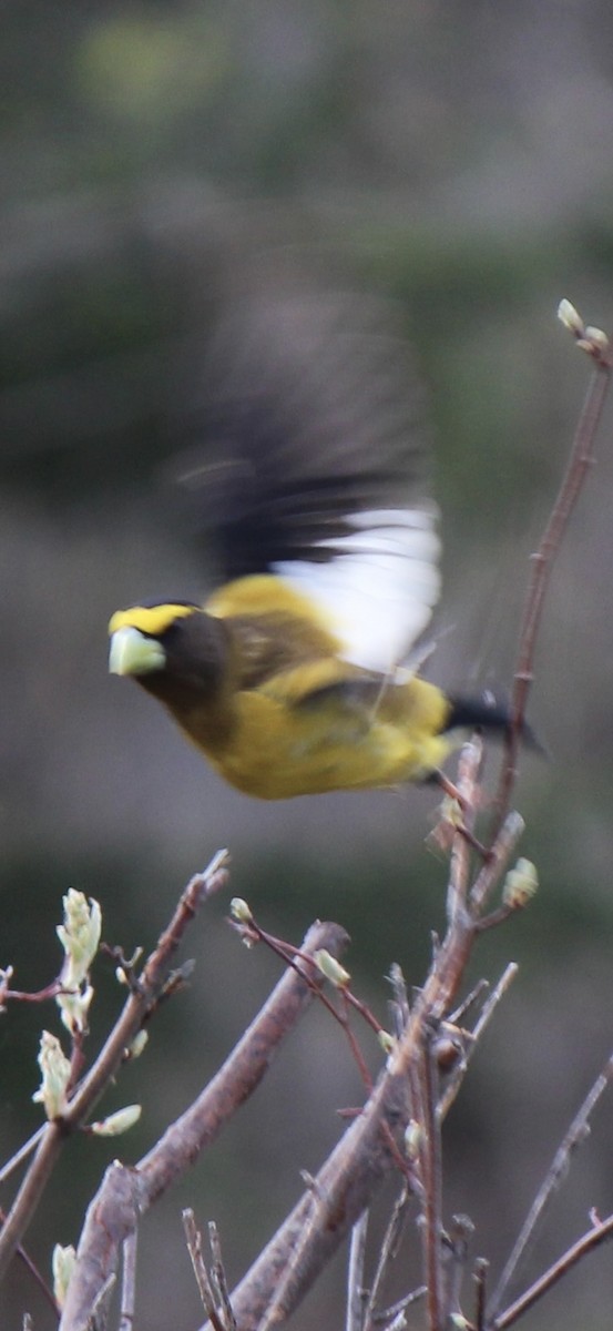 Evening Grosbeak - Amy Ressler-Williams