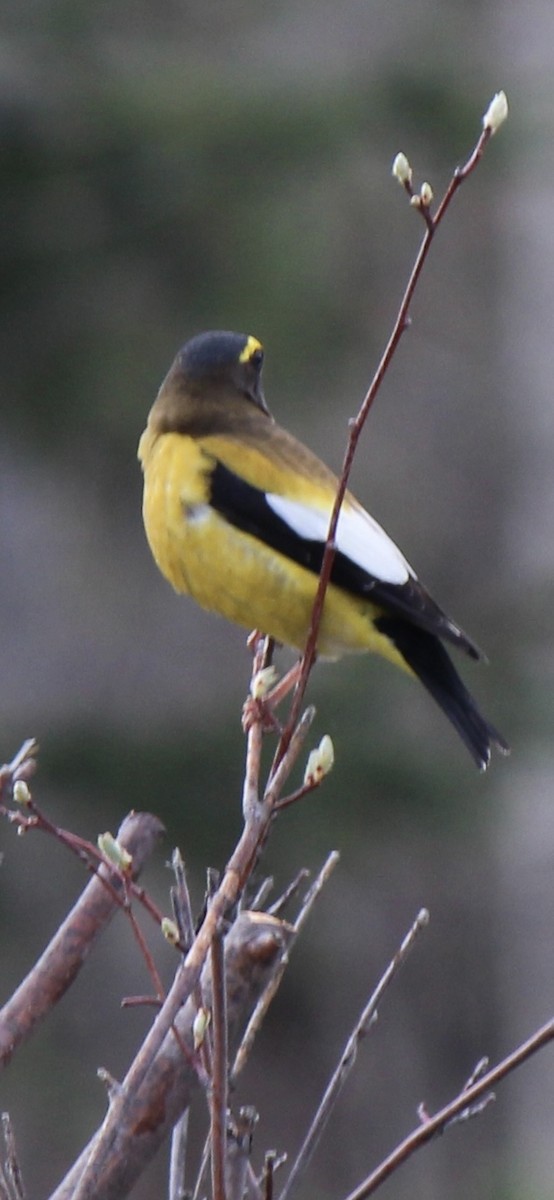 Evening Grosbeak - Amy Ressler-Williams