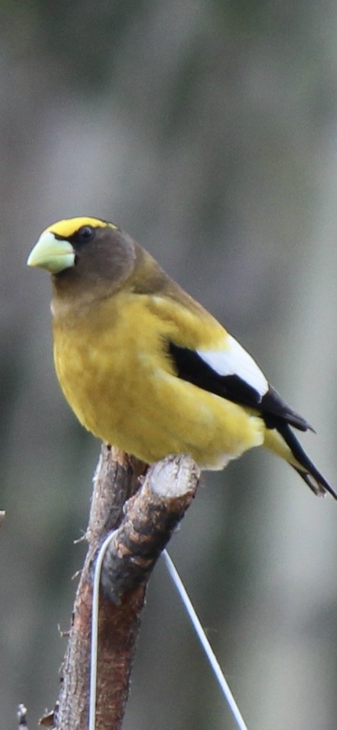 Evening Grosbeak - Amy Ressler-Williams