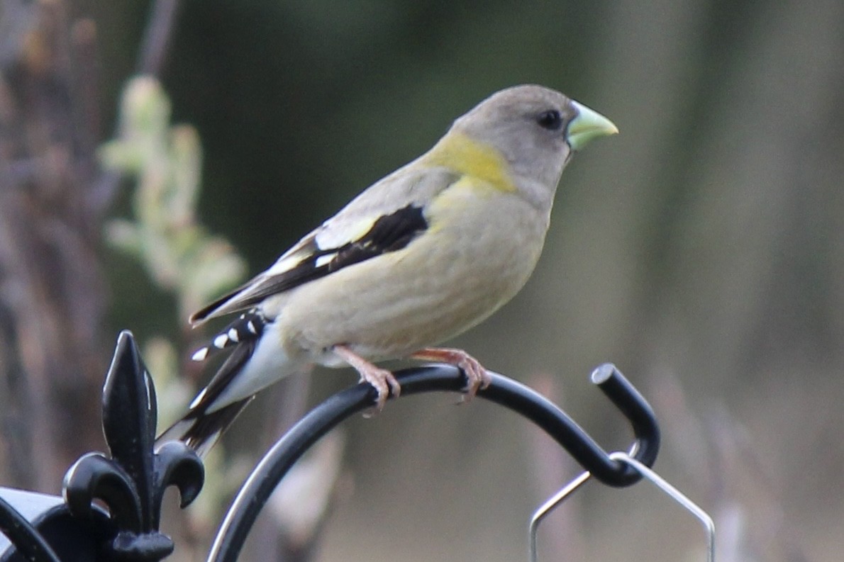 Evening Grosbeak - Amy Ressler-Williams