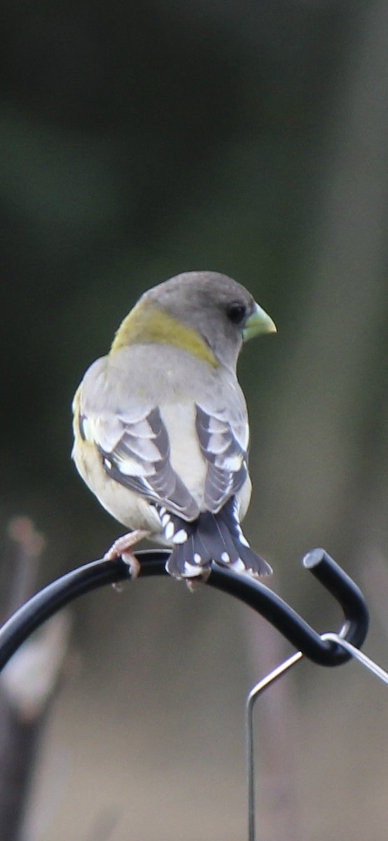 Evening Grosbeak - Amy Ressler-Williams