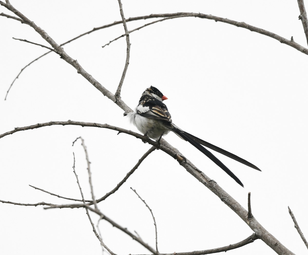 Pin-tailed Whydah - Caleb P.