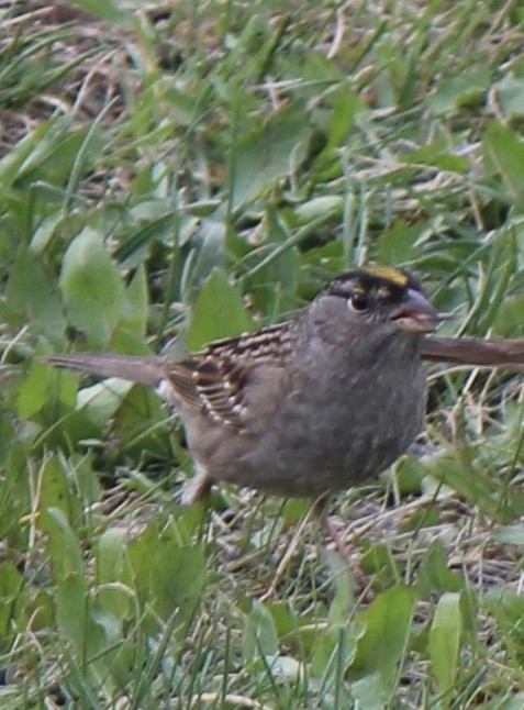 Golden-crowned Sparrow - Amy Ressler-Williams