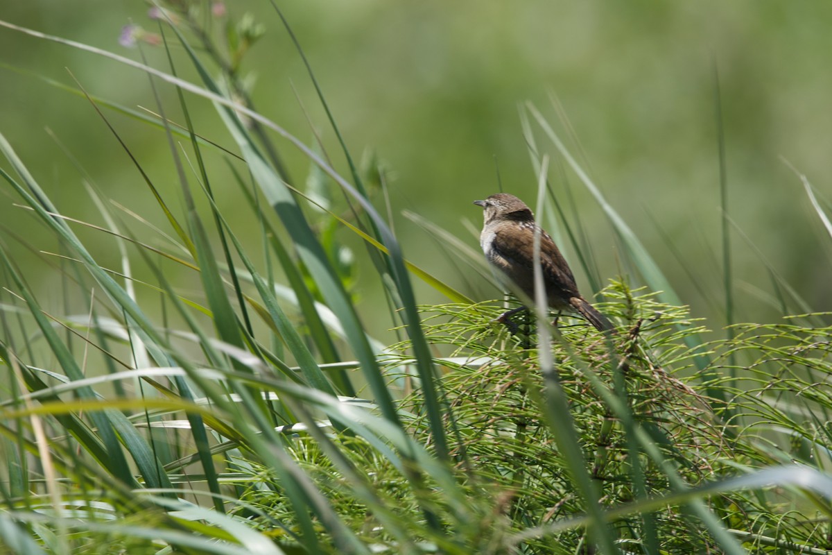 Marsh Wren - Deanna McLaughlin