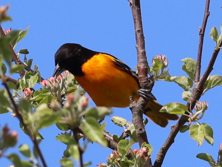 Baltimore Oriole - ML619380777