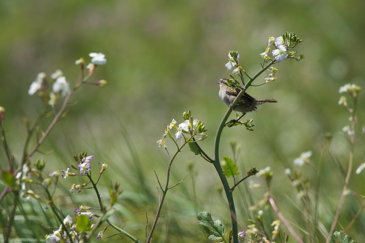 Marsh Wren - ML619380781