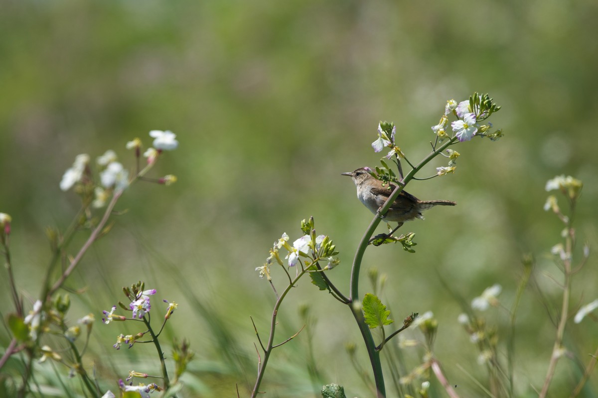 Marsh Wren - ML619380785