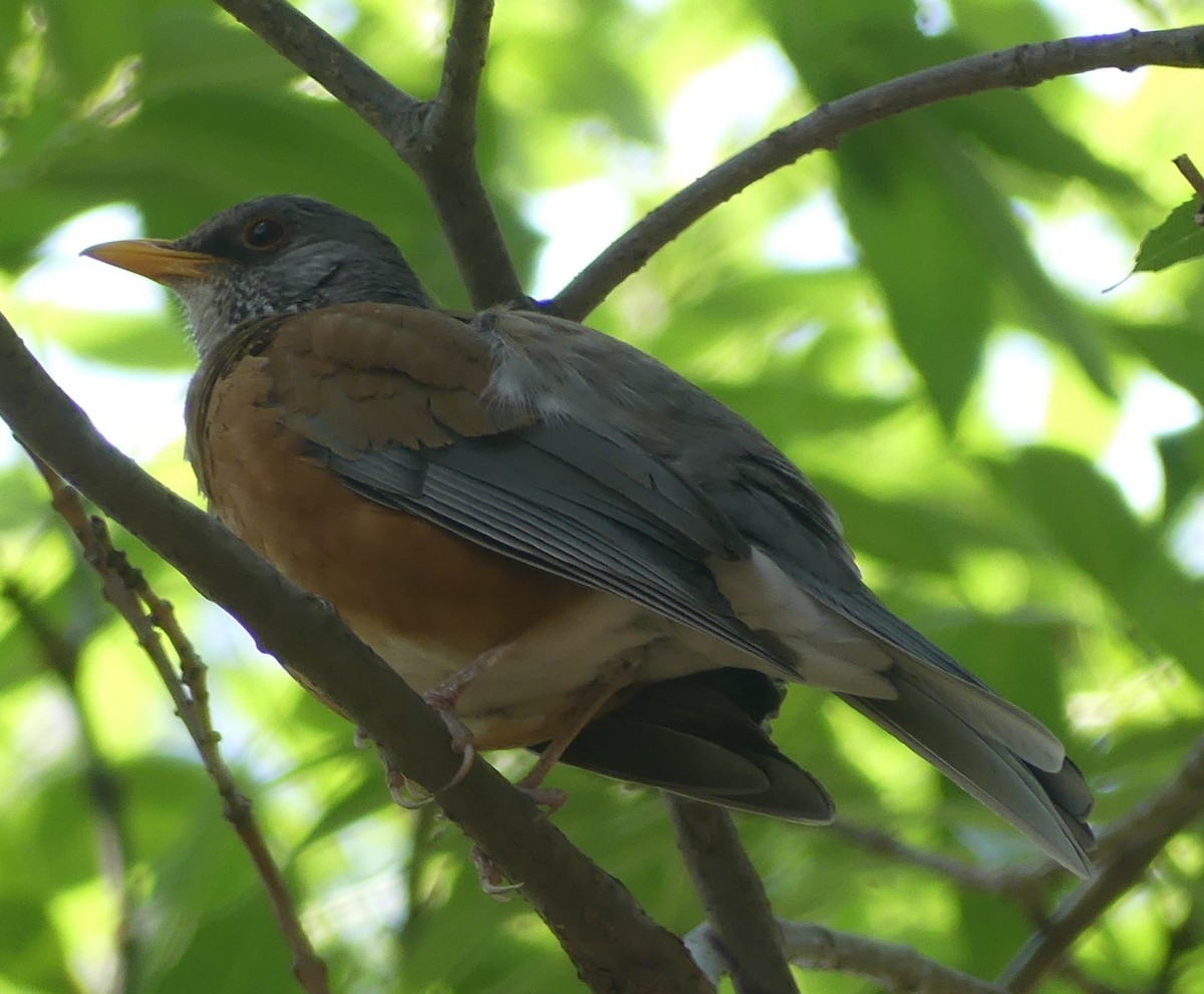 Rufous-backed Robin - Guadalupe Esquivel Uribe