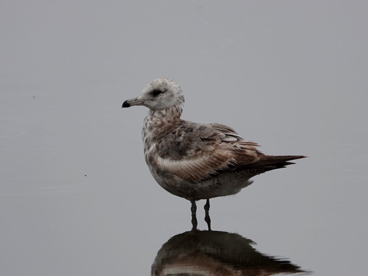 California Gull - Norman Uyeda