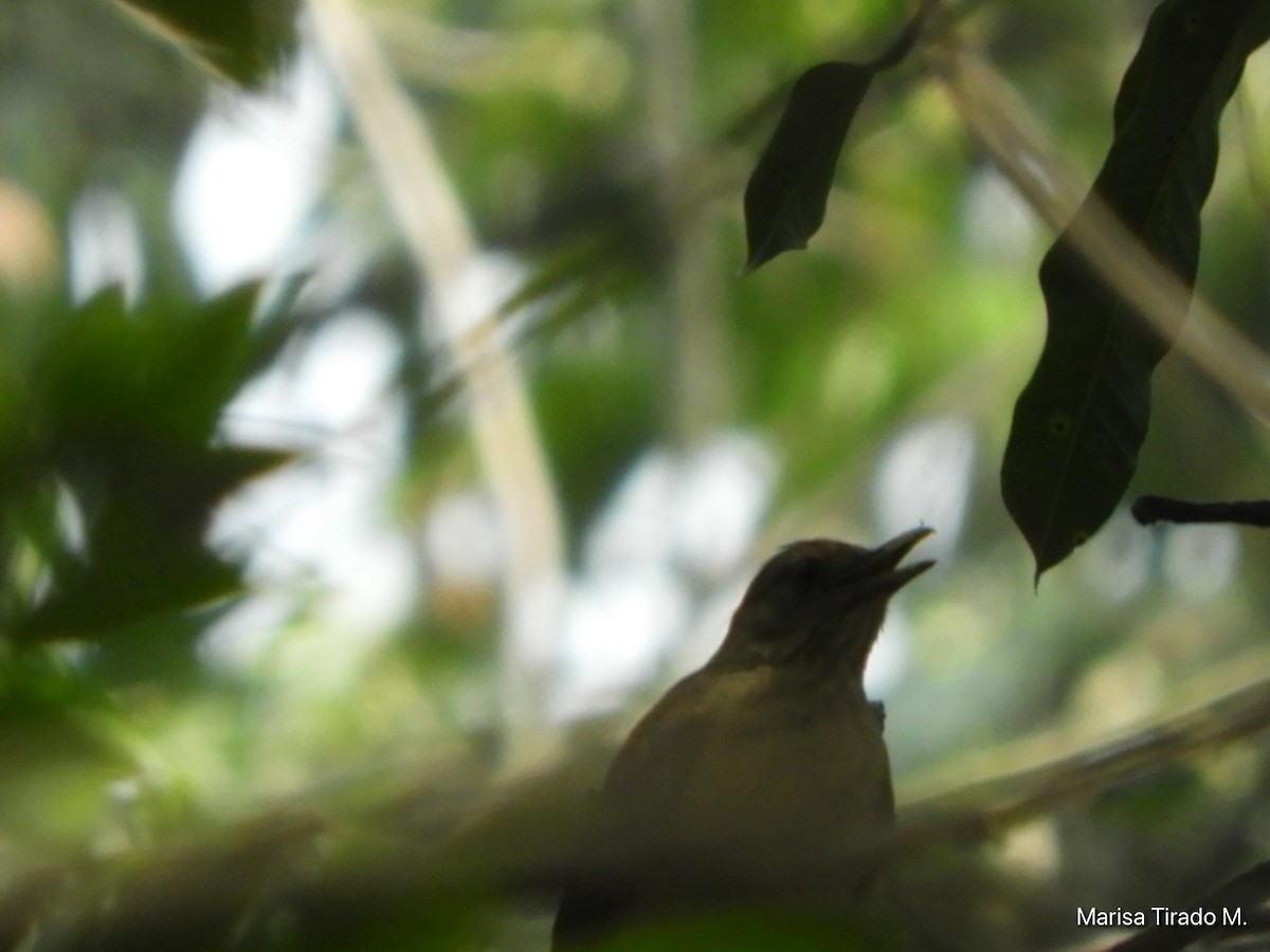 Clay-colored Thrush - Marisa Tirado