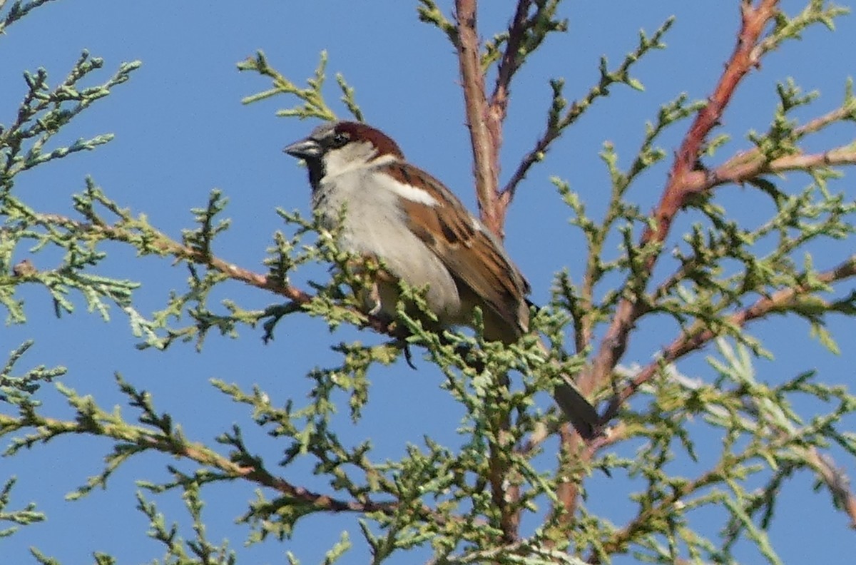 House Sparrow - Guadalupe Esquivel Uribe