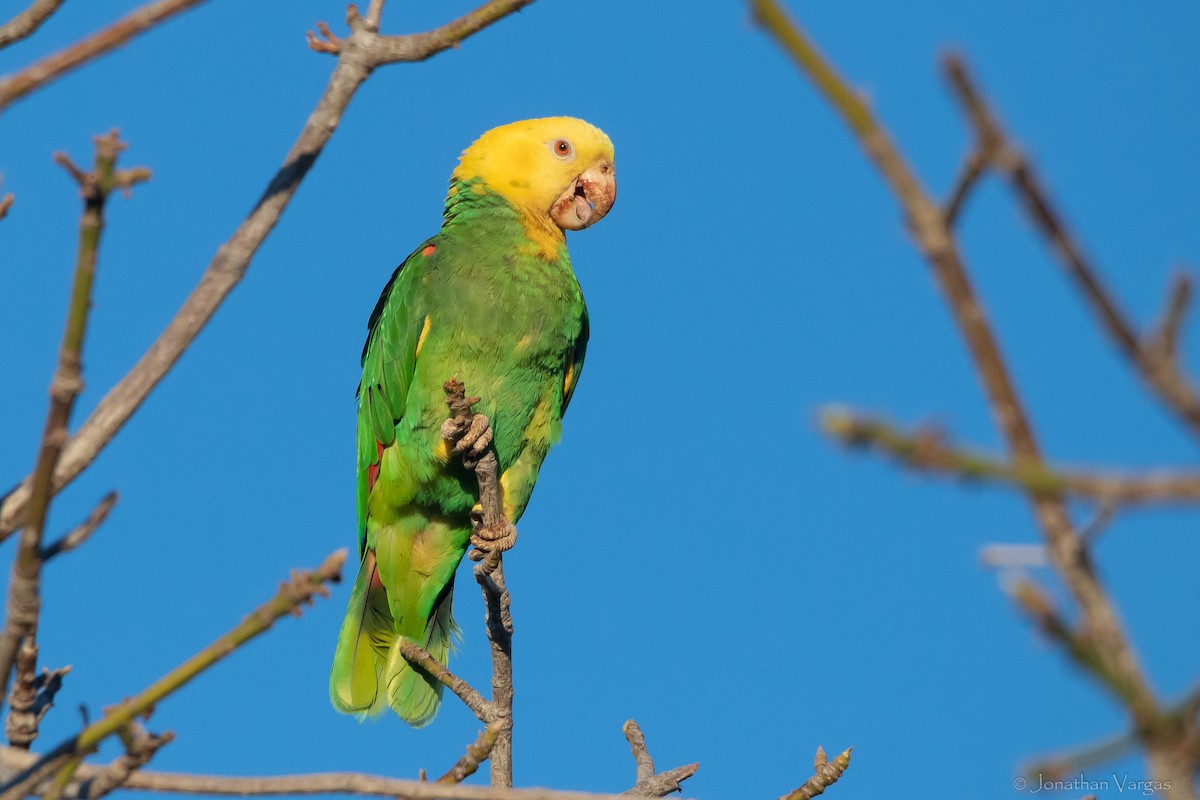 Yellow-headed Parrot (Tres Marias Is.) - Jonathan Vargas