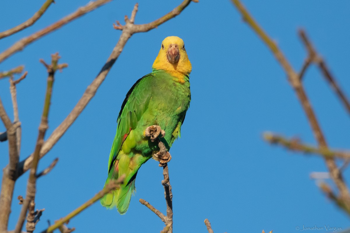 Yellow-headed Parrot (Tres Marias Is.) - Jonathan Vargas