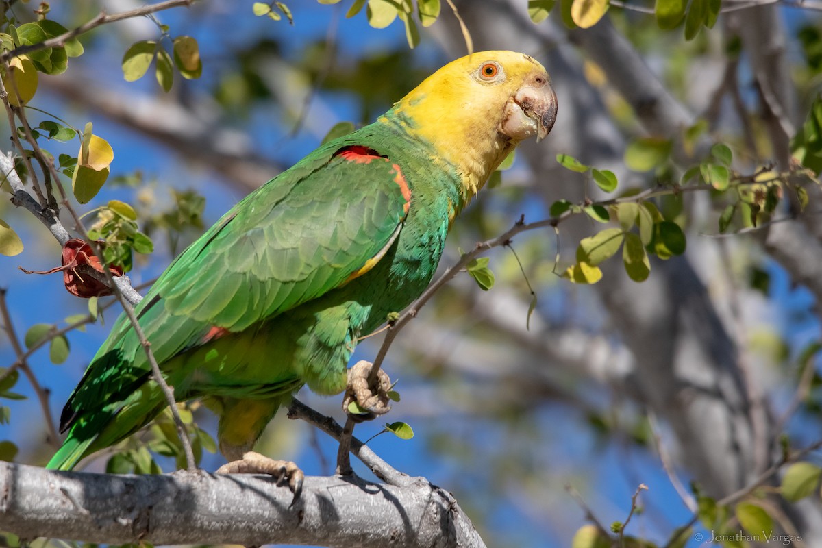 Yellow-headed Parrot (Tres Marias Is.) - Jonathan Vargas