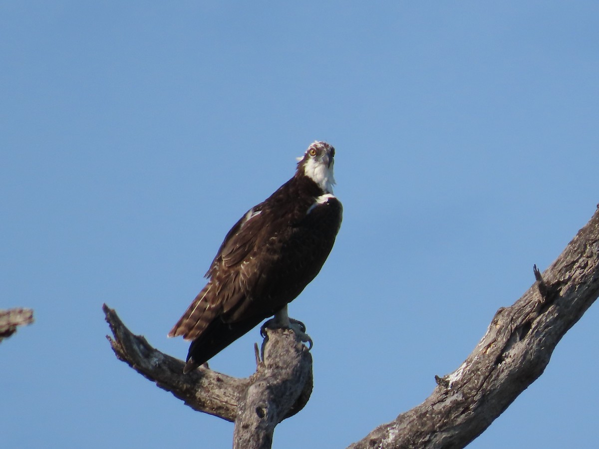 Águila Pescadora - ML619380812