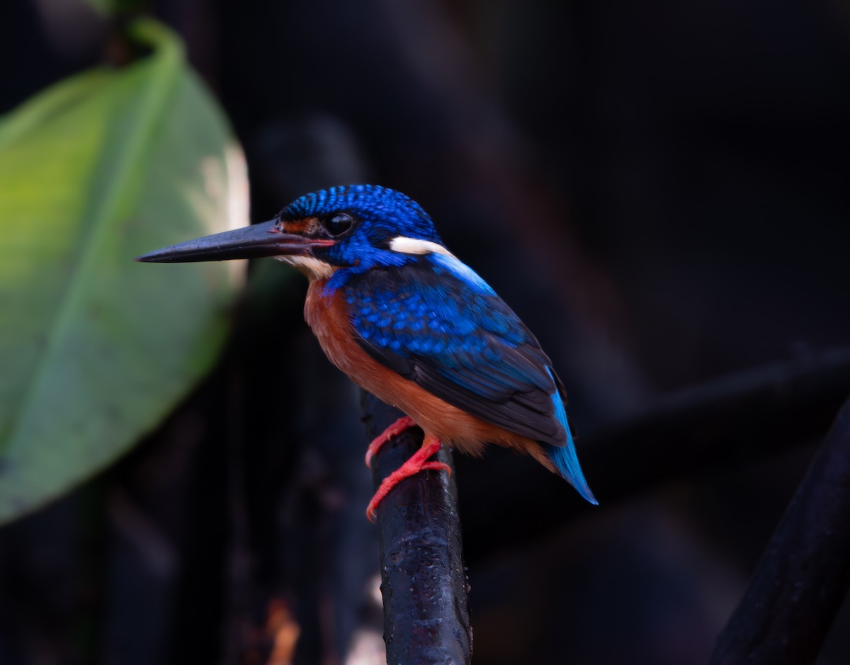 Blue-eared Kingfisher - Alan Luken