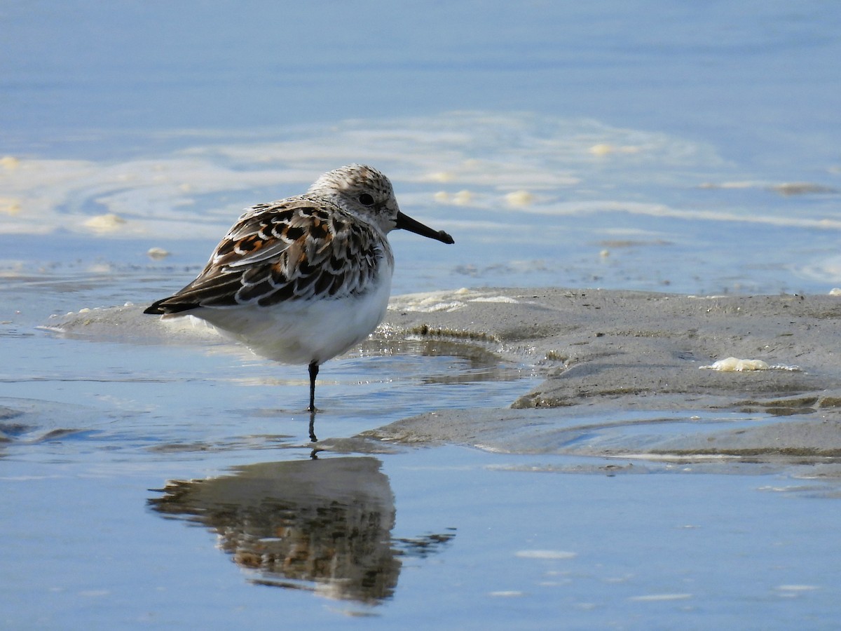 Sanderling - Tina Toth