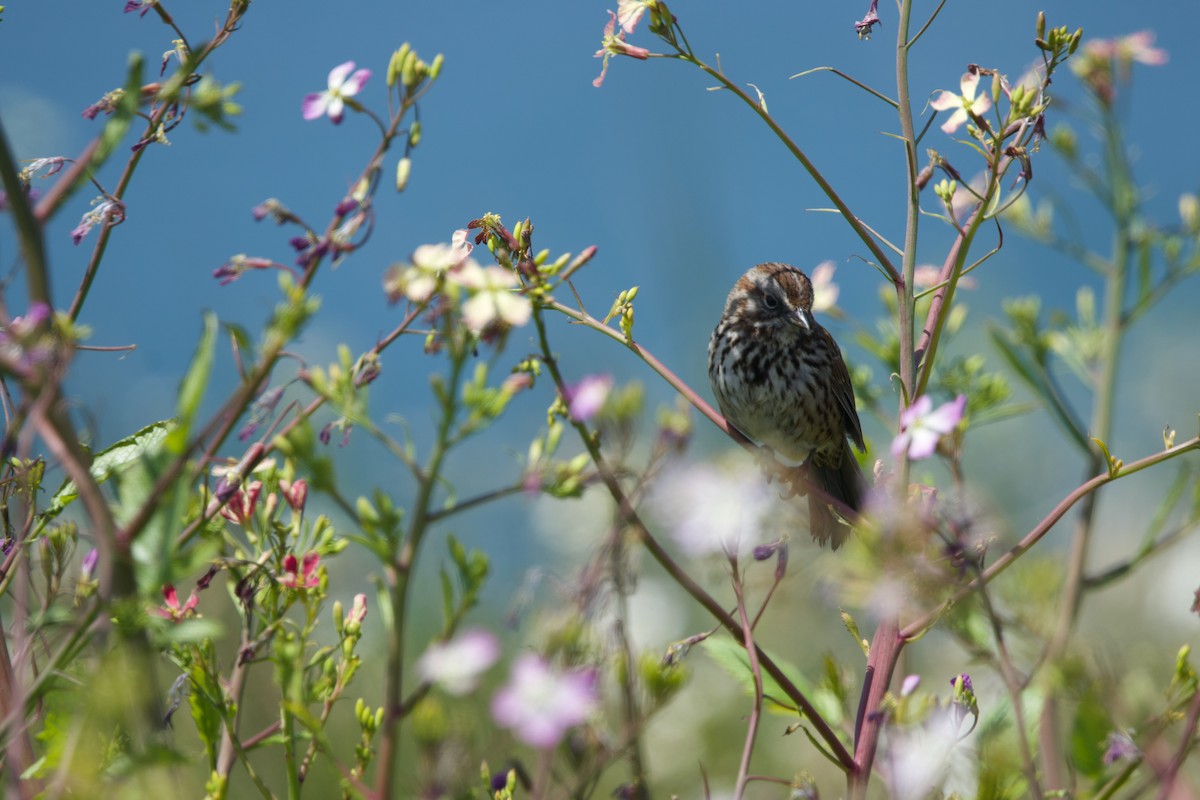 Song Sparrow (heermanni Group) - ML619380824