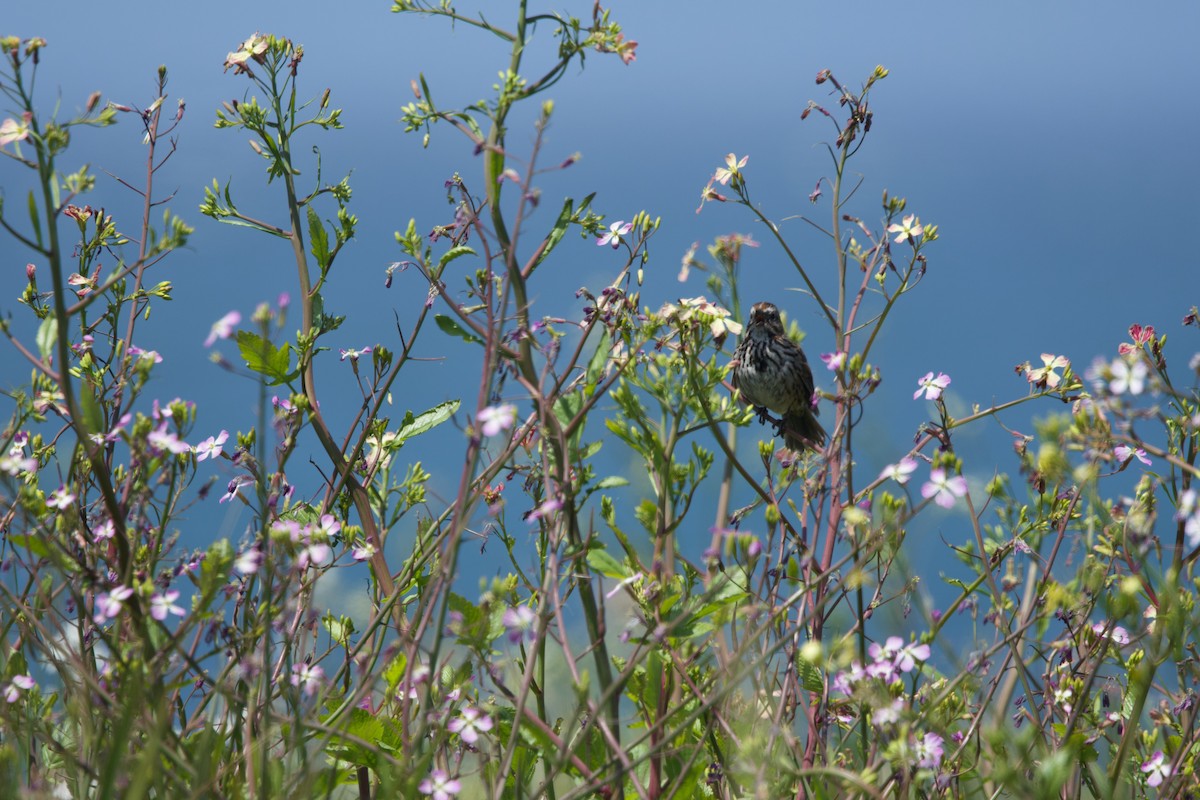 Song Sparrow (heermanni Group) - Deanna McLaughlin