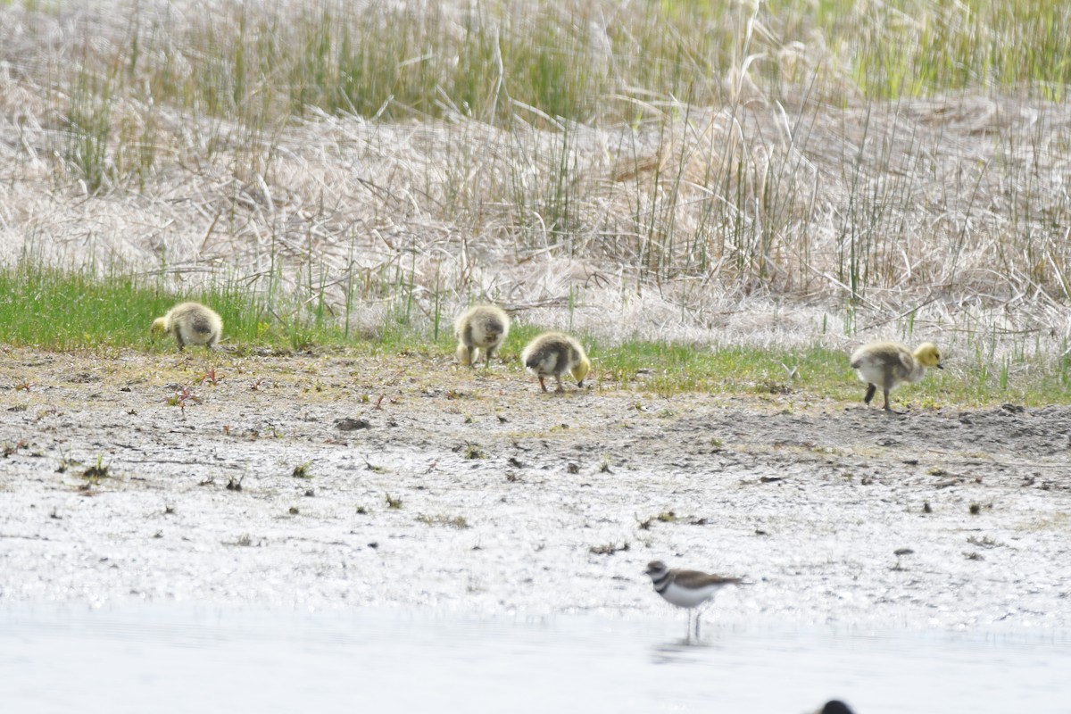 Canada Goose - Cathryn Dippo