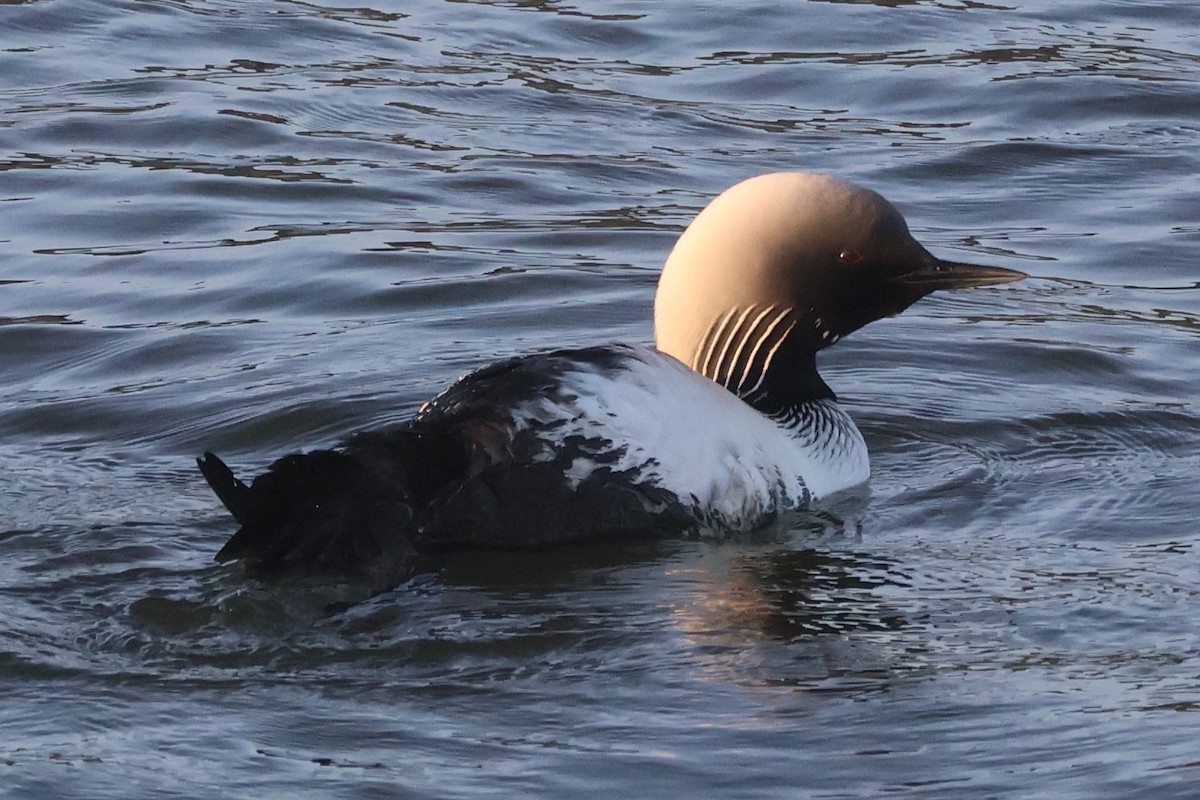 Pacific Loon - ML619380839