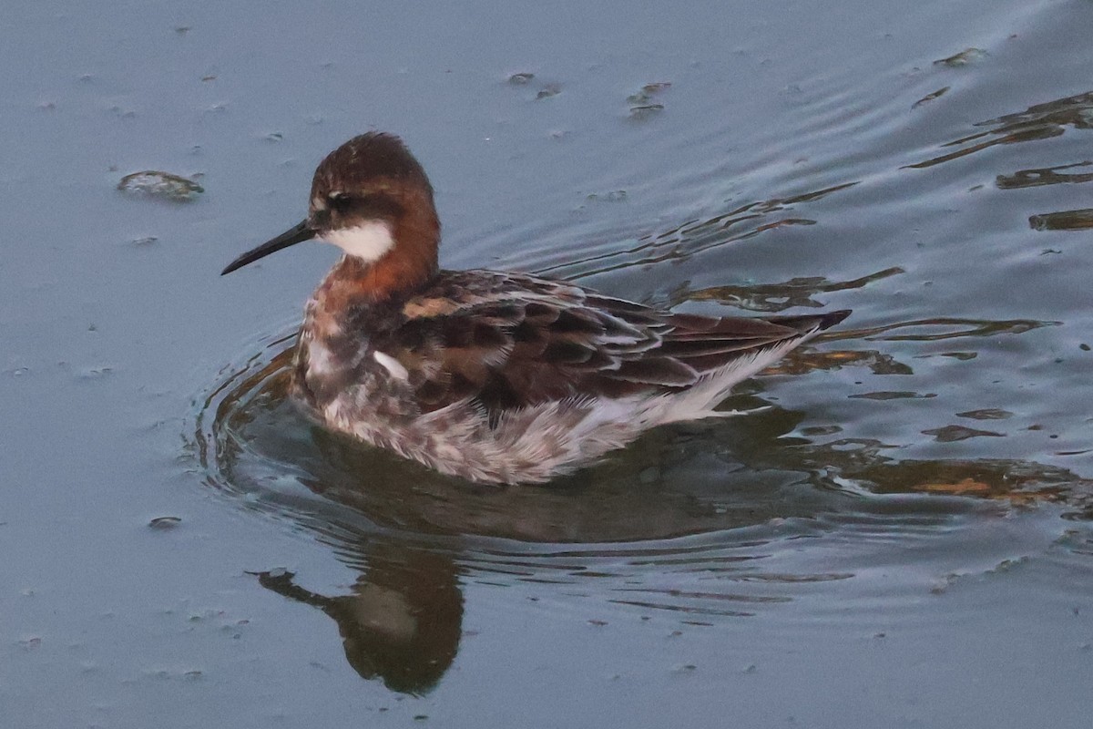 Red-necked Phalarope - ML619380849