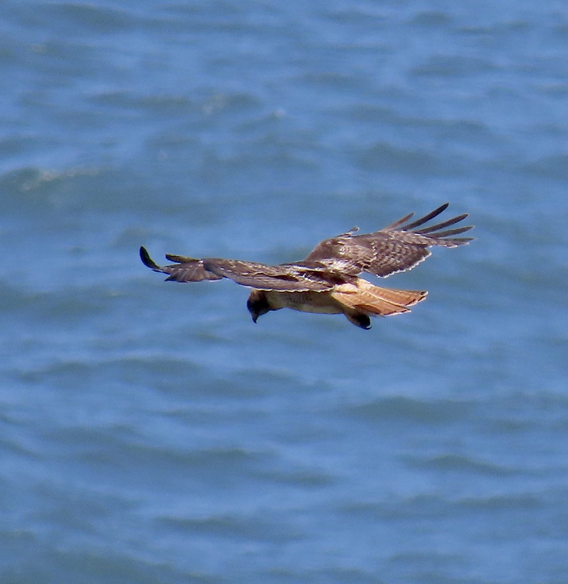 Red-tailed Hawk - George Chrisman