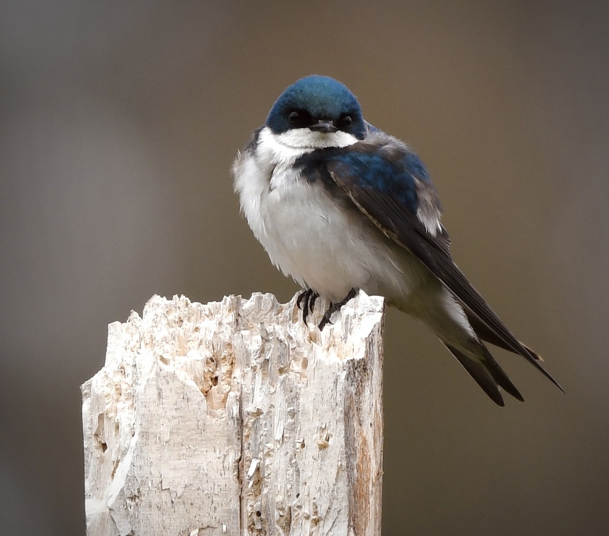 Tree Swallow - Caleb P.