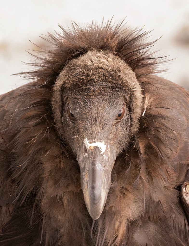 California Condor - manuel grosselet