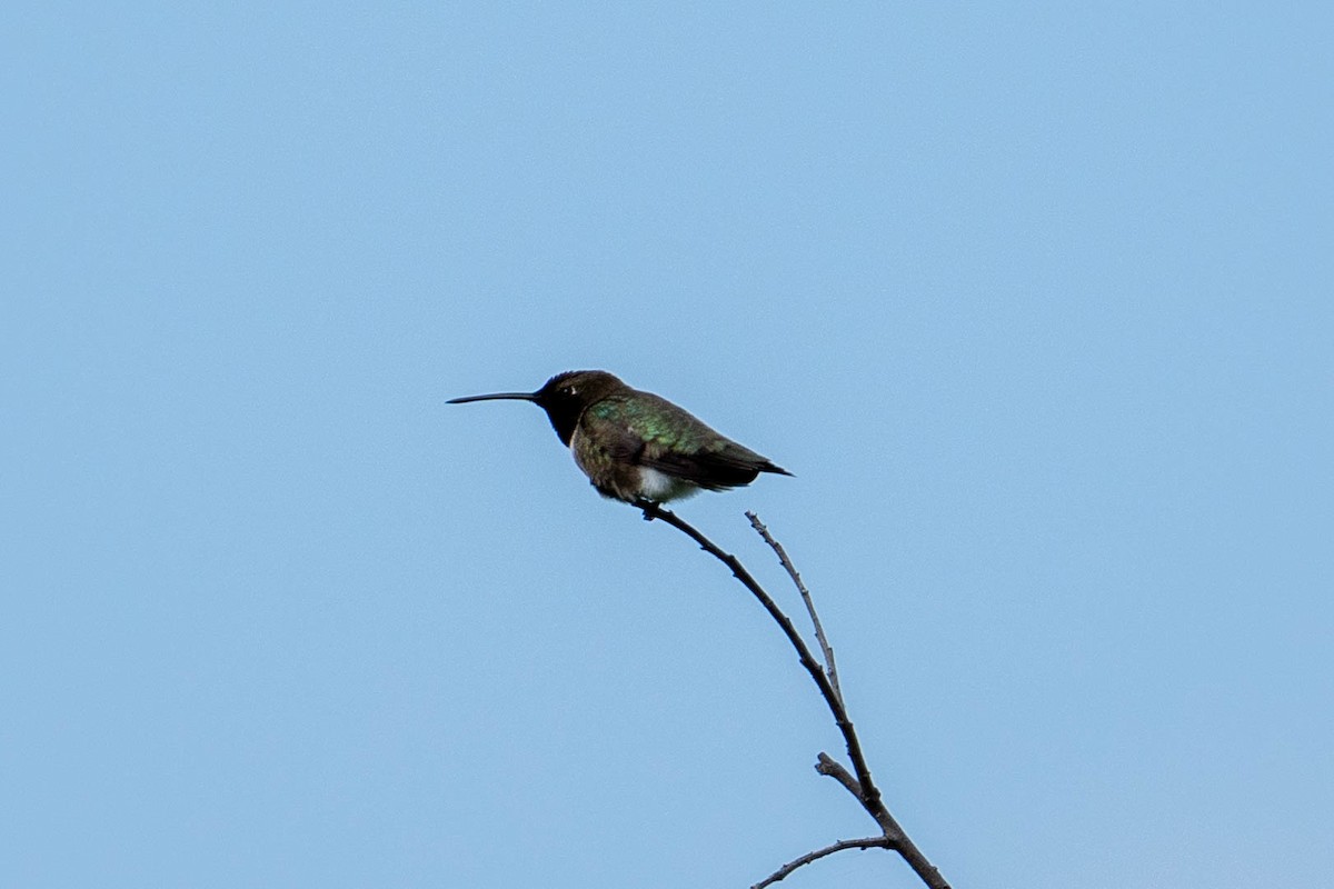 Black-chinned Hummingbird - ML619380883