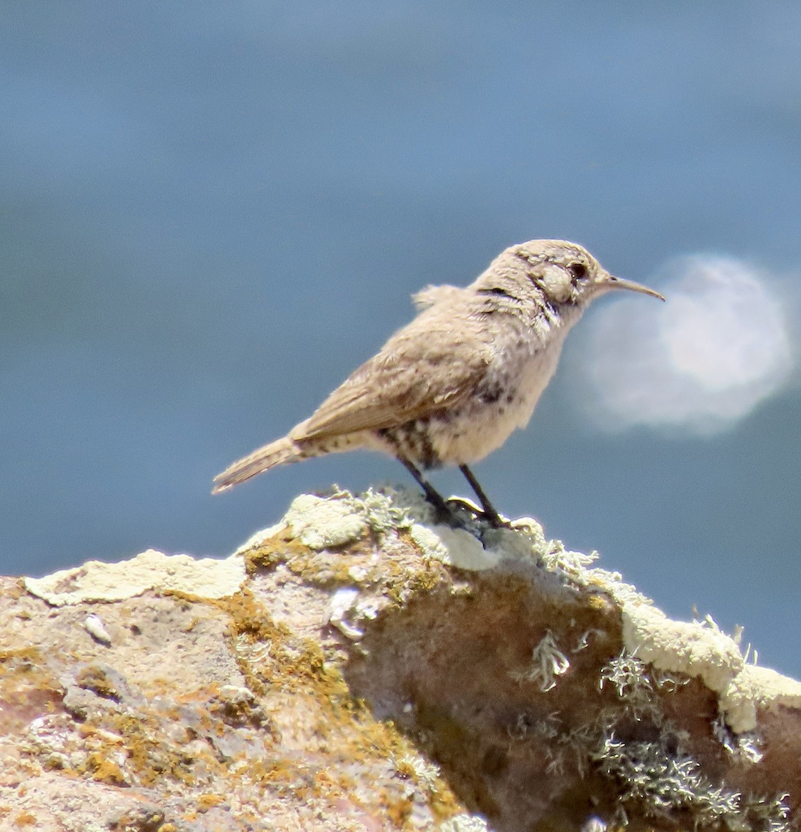 Rock Wren - George Chrisman