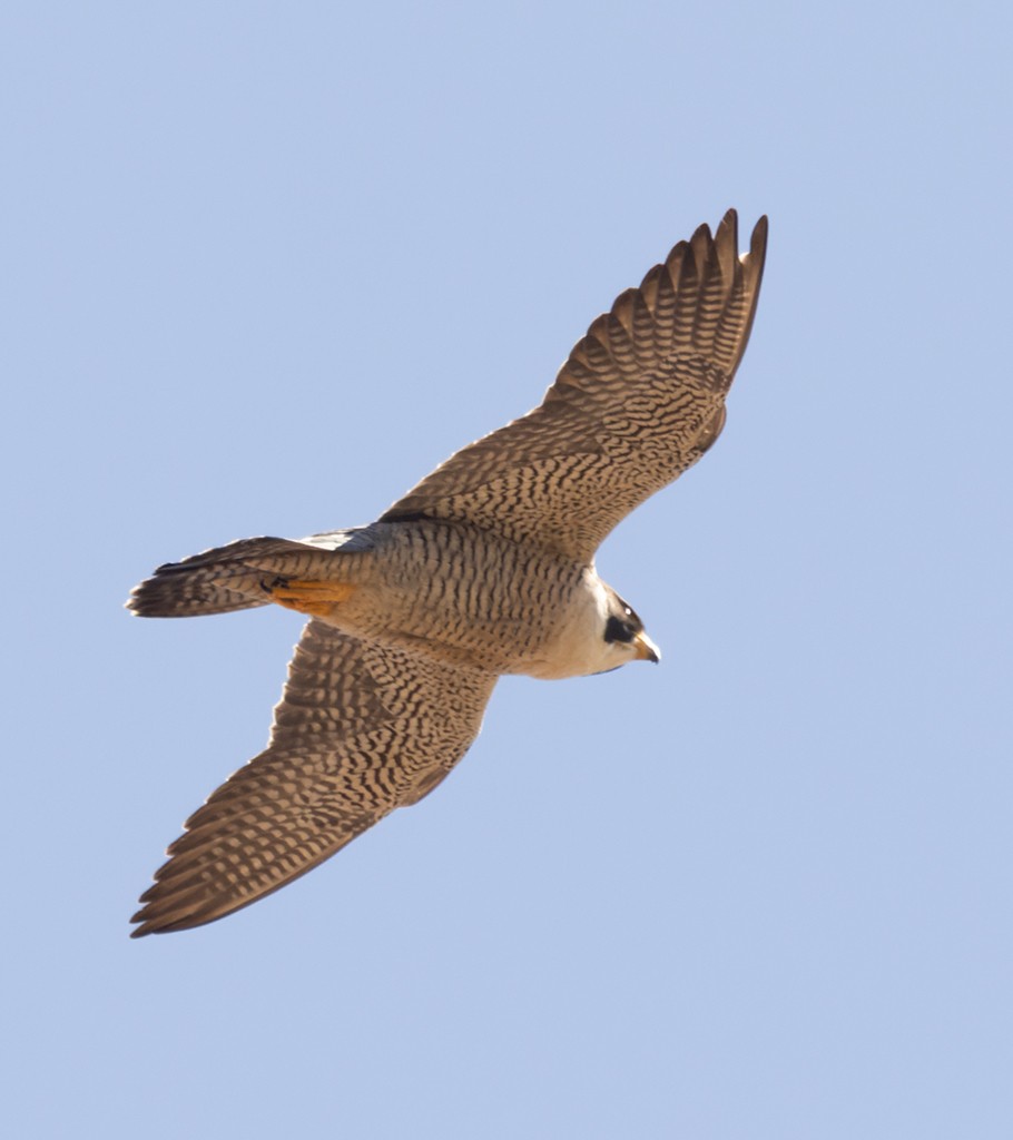 Peregrine Falcon (North American) - manuel grosselet